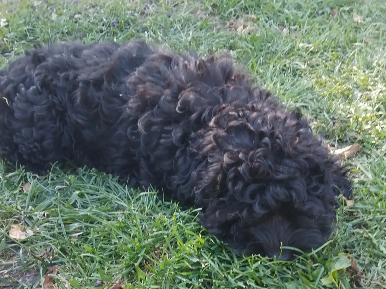 Billede 4 - Sødeste Cockapoo pige