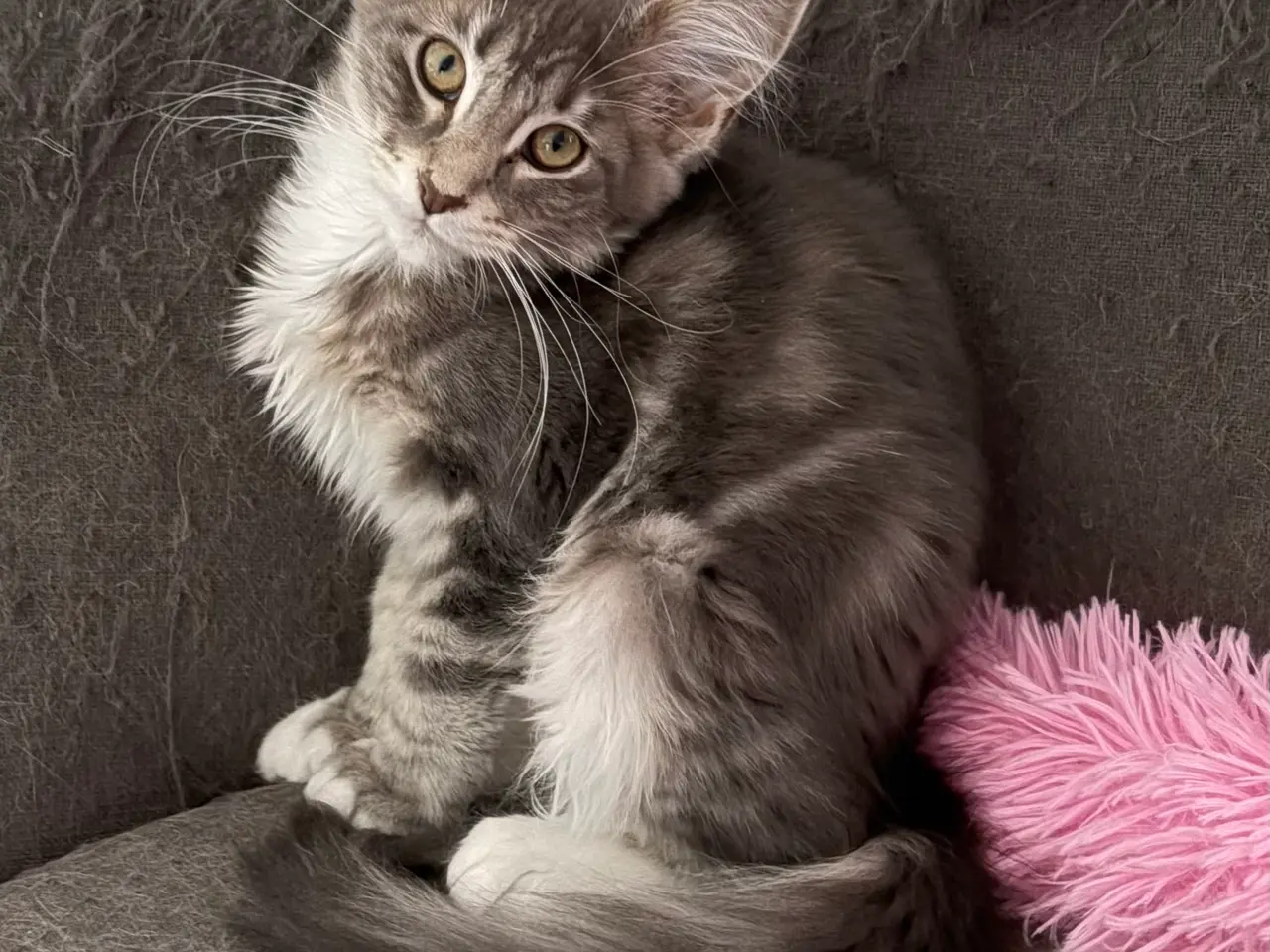 Billede 5 - Smuk Maine Coon pige