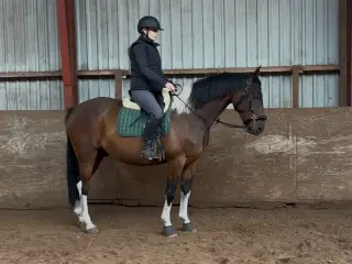 7 års vallak, Pinto med grønt pas