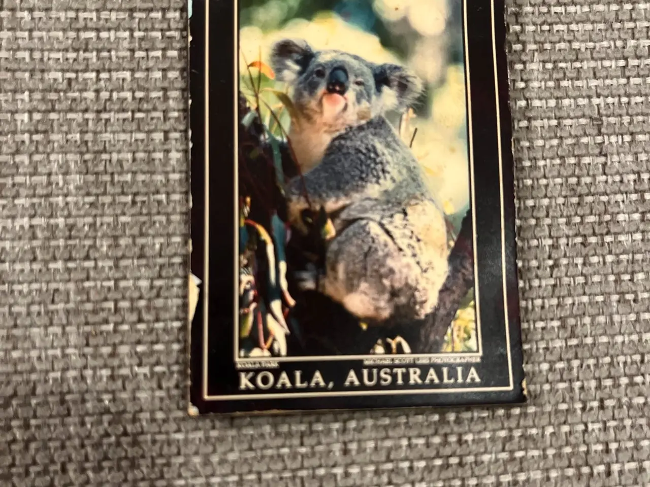 Billede 6 - Magneter fra Australien (5 stk)