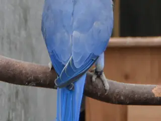 Alexanderparakitter i forskellige mutationer