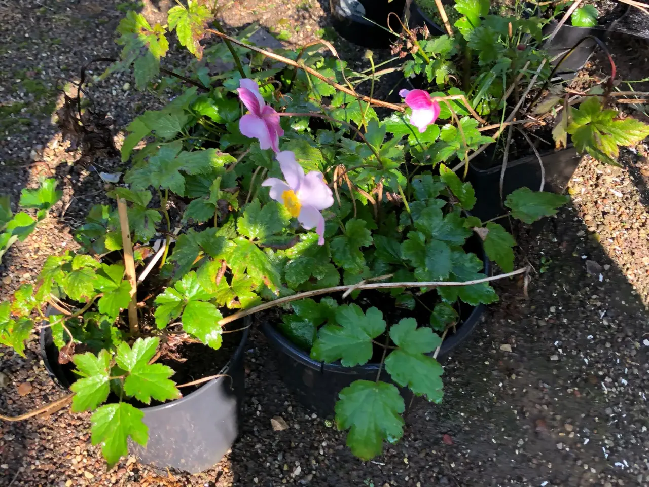Billede 3 - Stauder Annemone Blomster
