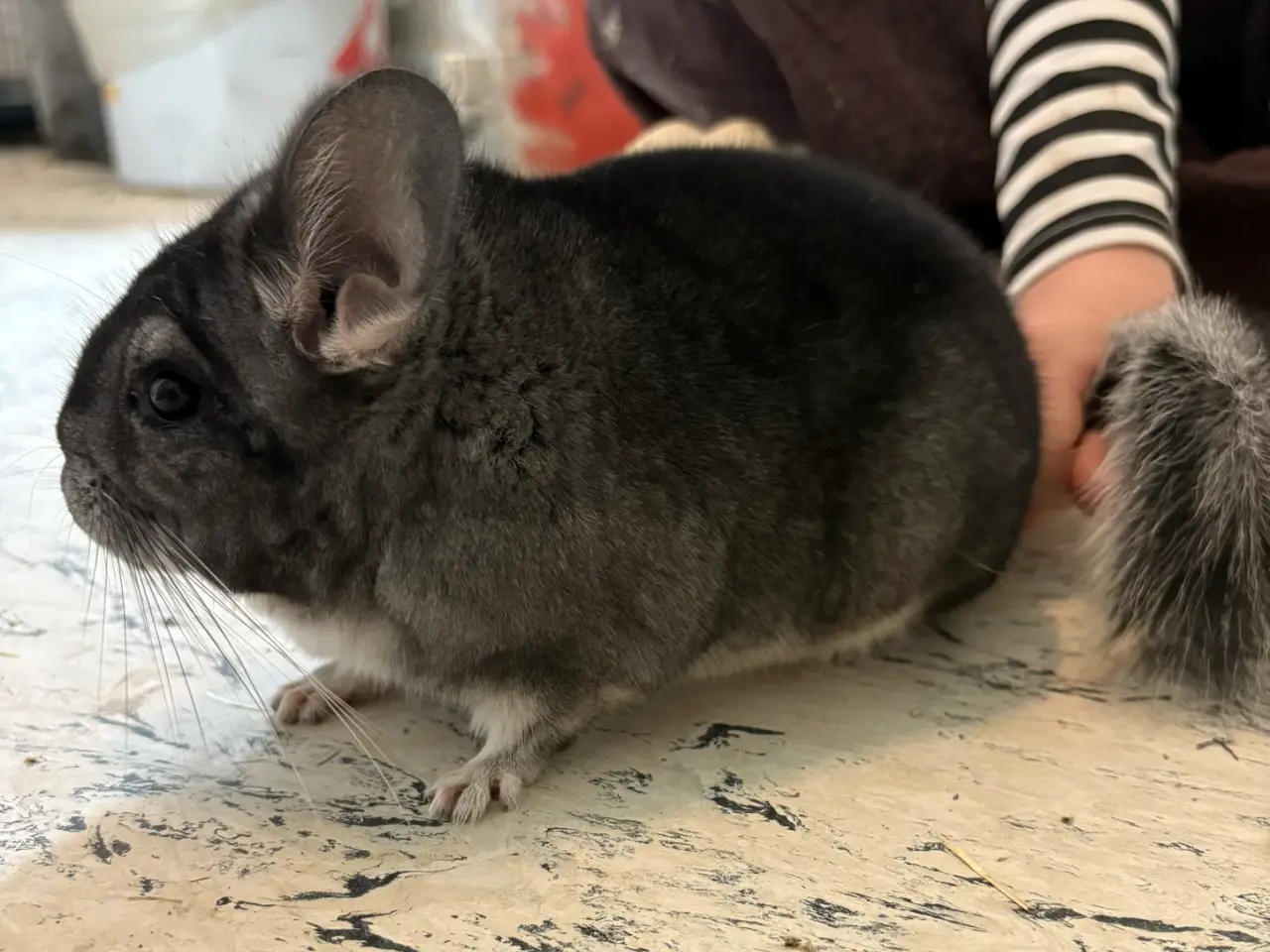 Billede 2 - HAN chinchilla
