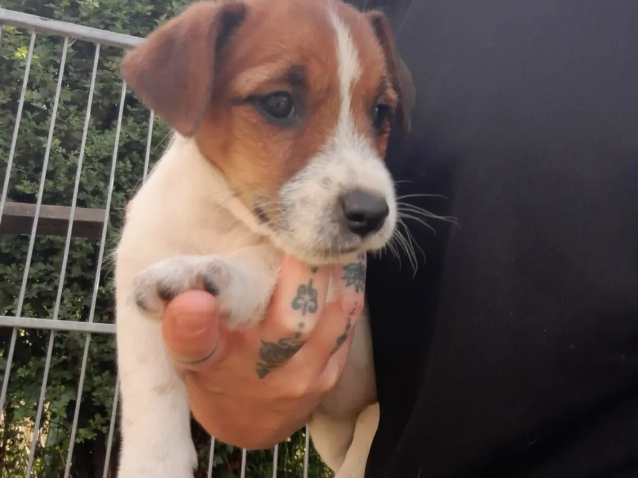 Billede 4 - Jack russel terriere