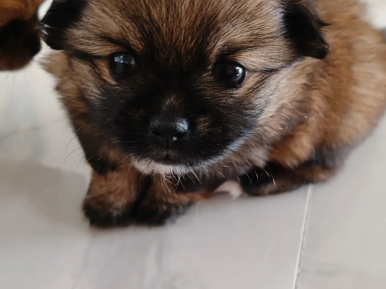 Billede 5 - Pomeranian / Chihuahua