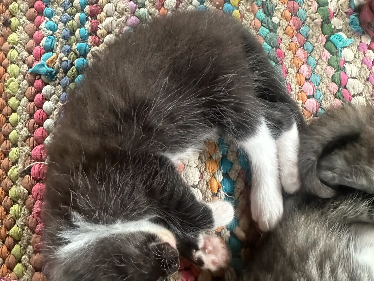 Billede 7 - Maine Coon mix 🤍