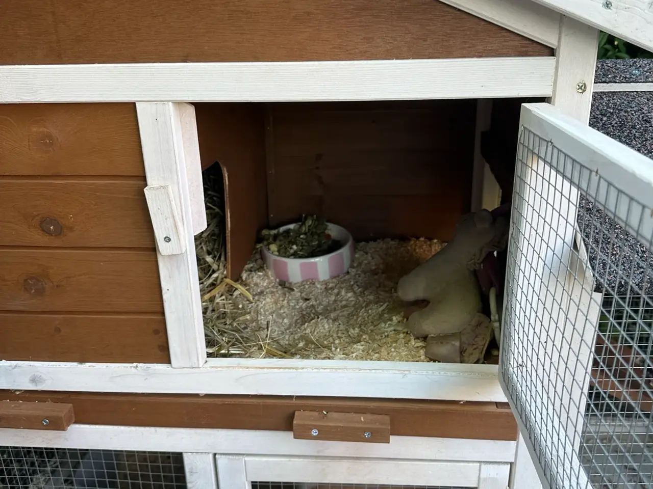 Billede 4 - Kanin unger til salg 🐰💕