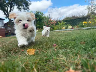2 Søde hundehvalpe