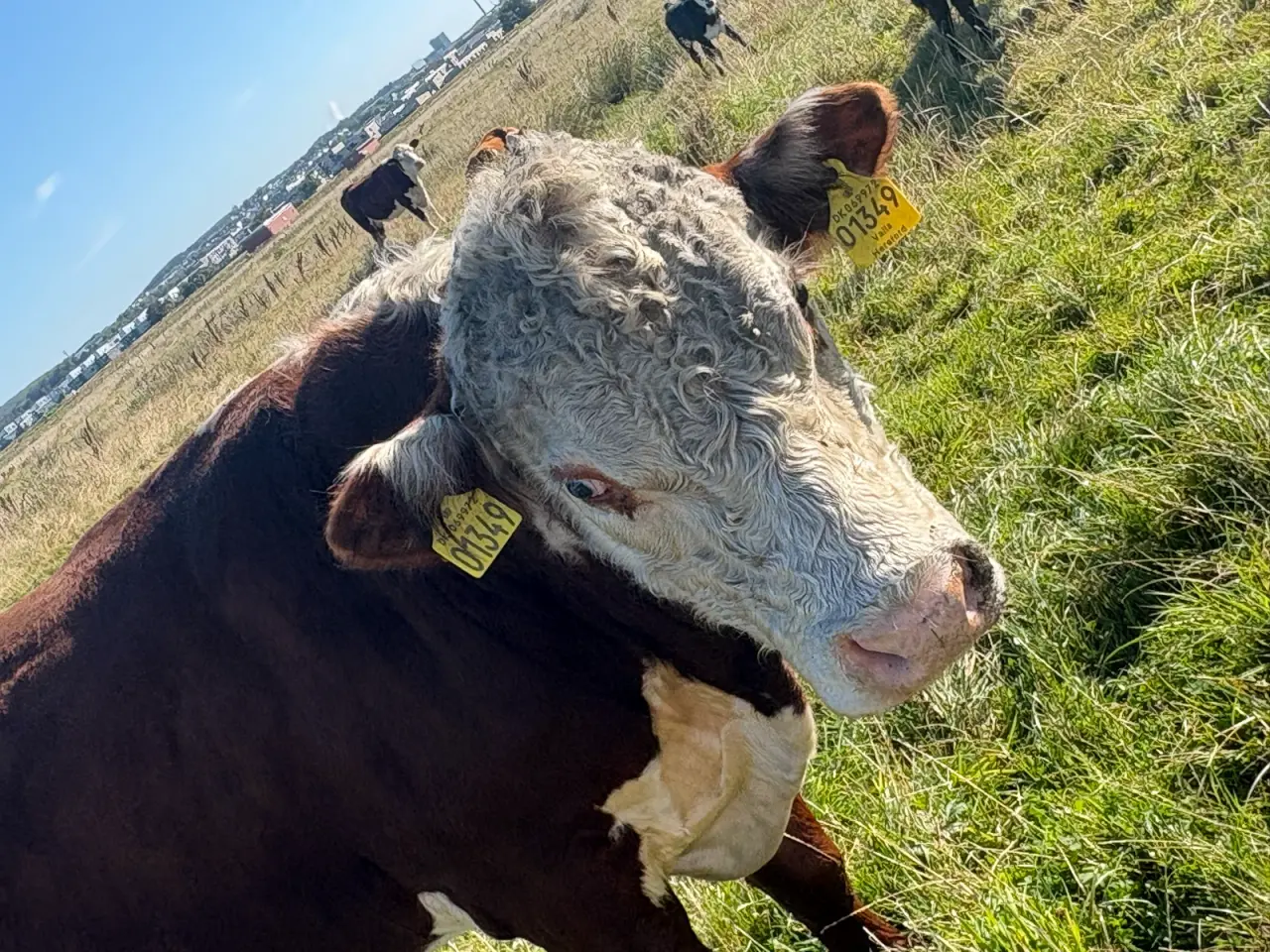 Billede 2 - Flot Hereford tyr