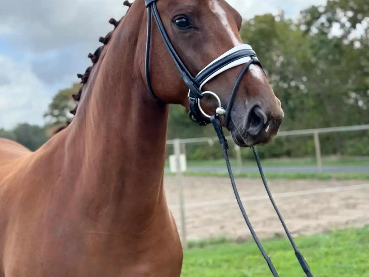 Billede 1 - Smuk DV Hoppe