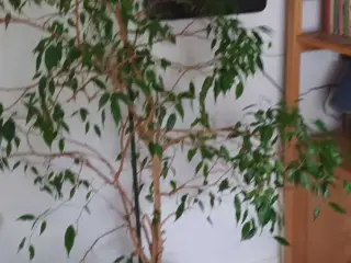 Stueplante i god vækst og nem pasning 
