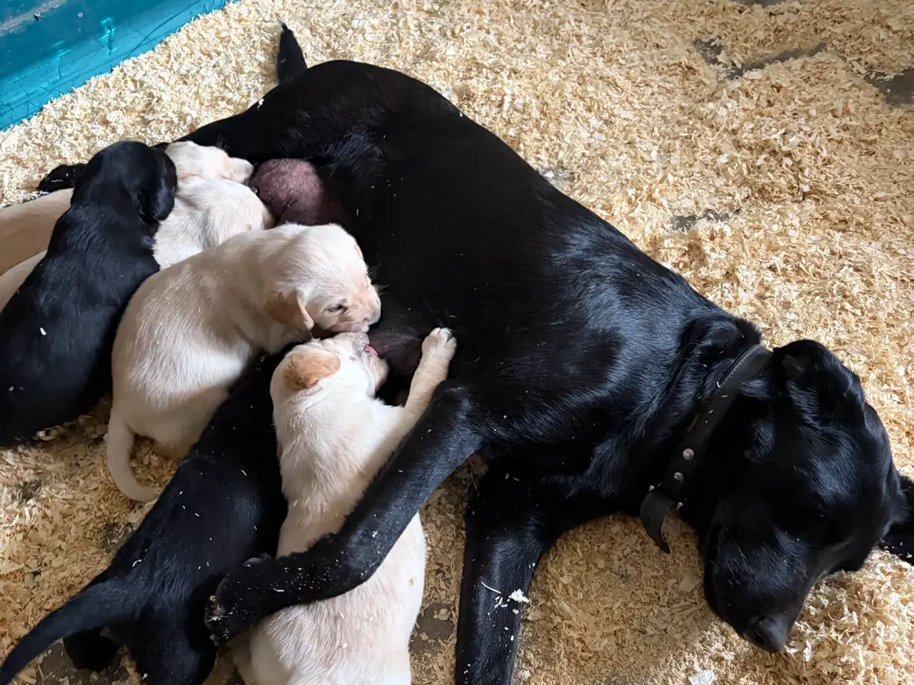 Billede 5 - Labrador Hundehvalpe 2 stk tilbage