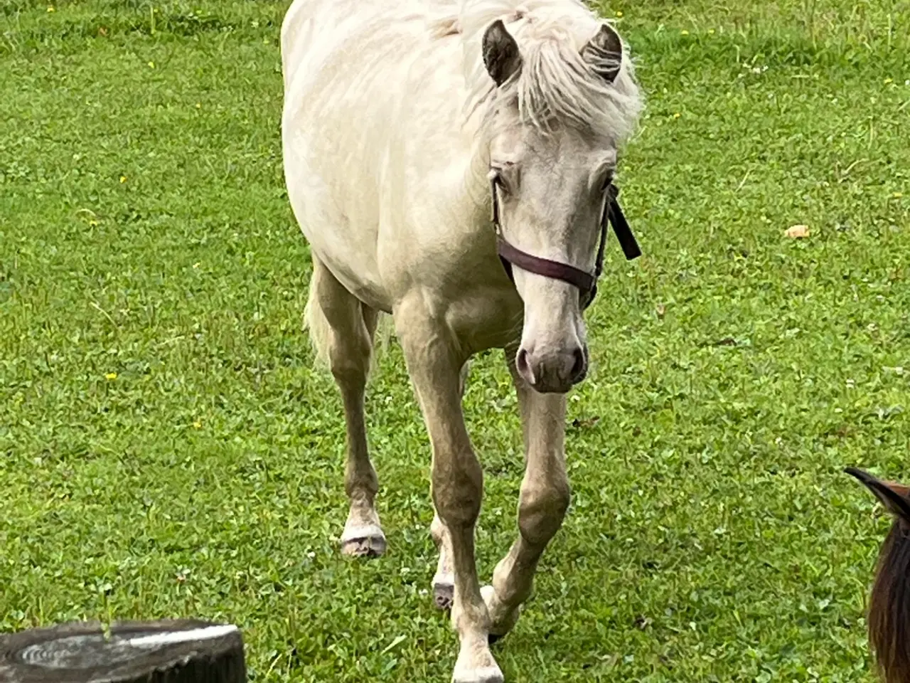 Billede 1 - Palomino valak