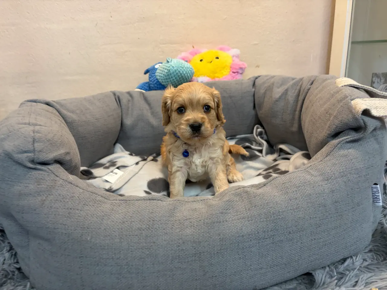 Billede 16 - De smukkeste F1 Cavapoo babyer