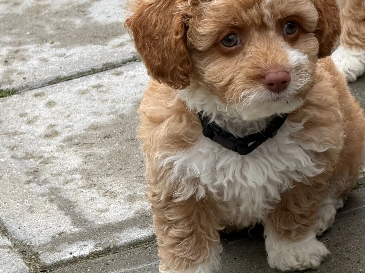 Billede 2 - 🐾maltipoo miniature juni  🐾