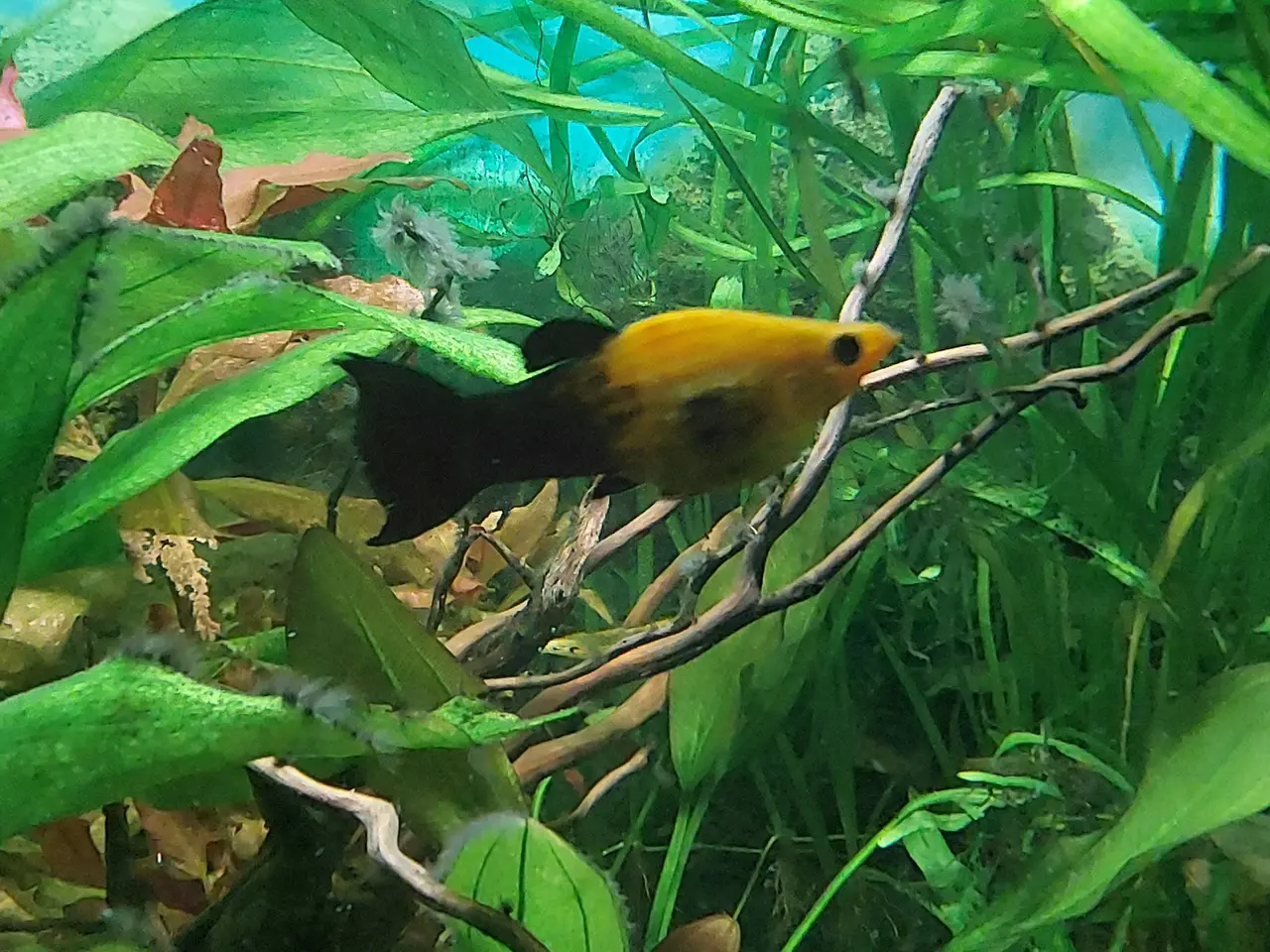 Billede 1 - Regnbue molly