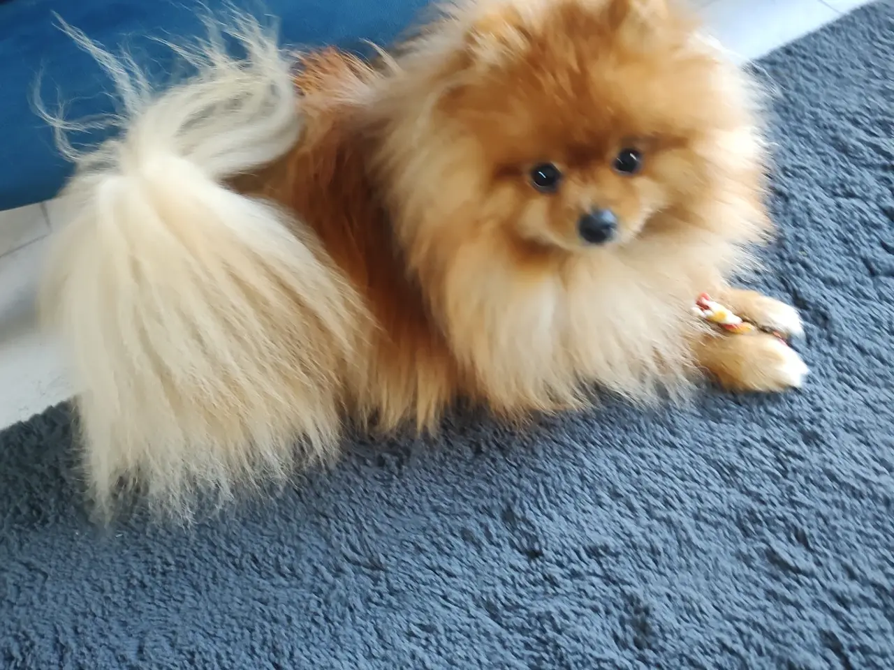 Billede 5 - Avle klar mini Pomeranian 