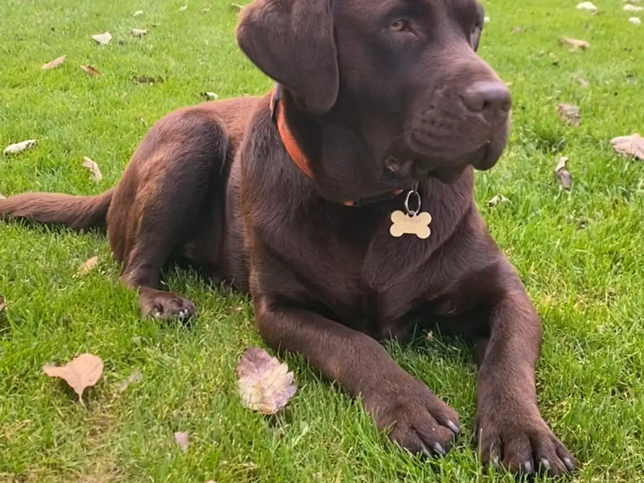 Billede 4 - Labrador hvalpe ( sorte )