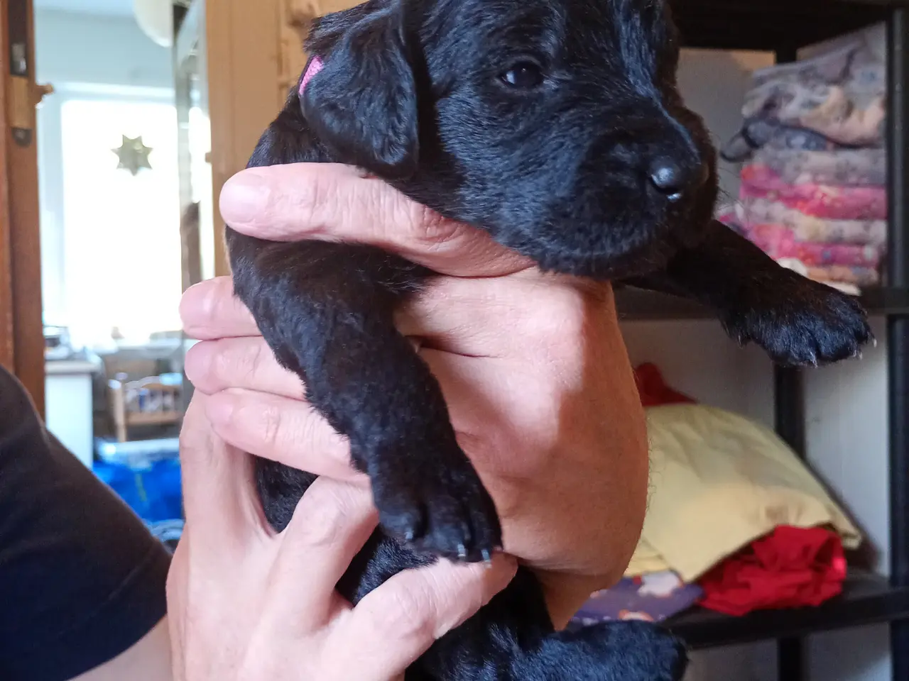 Billede 7 - Labragoldendoodle klar 1. september