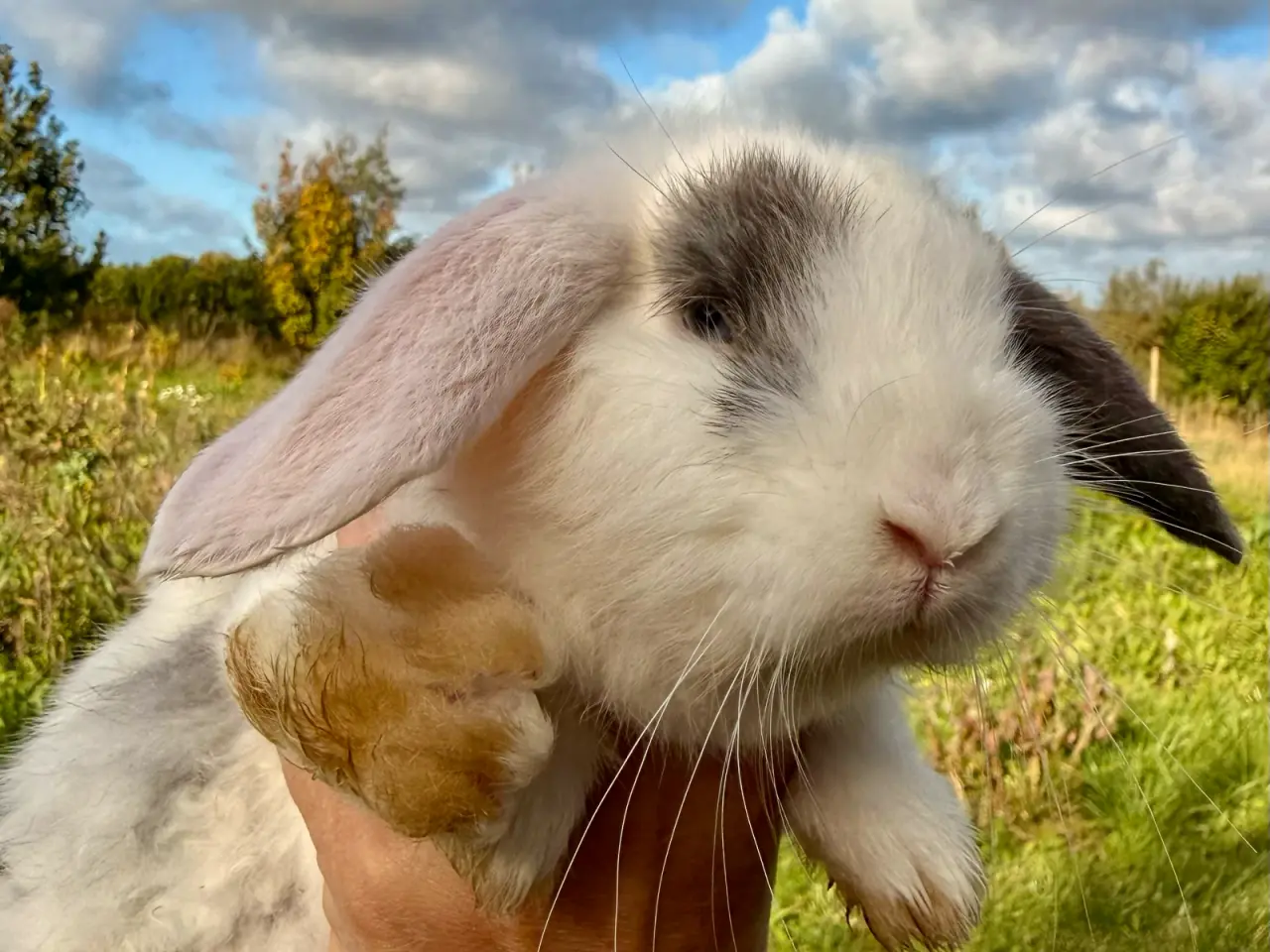 Billede 7 - 6 stk. Mini Lop unger