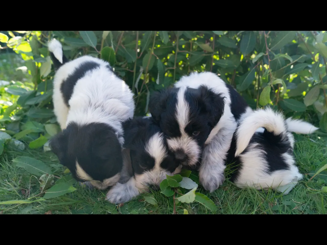 Billede 4 - Samojede/schapendoes hvalpe🐾