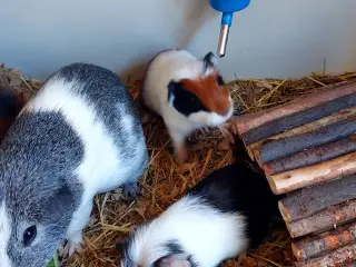 3 søde unger