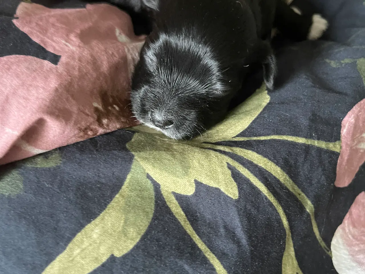 Billede 4 - 5 skønne Bichon Havanese hvalpe 🐶🥰