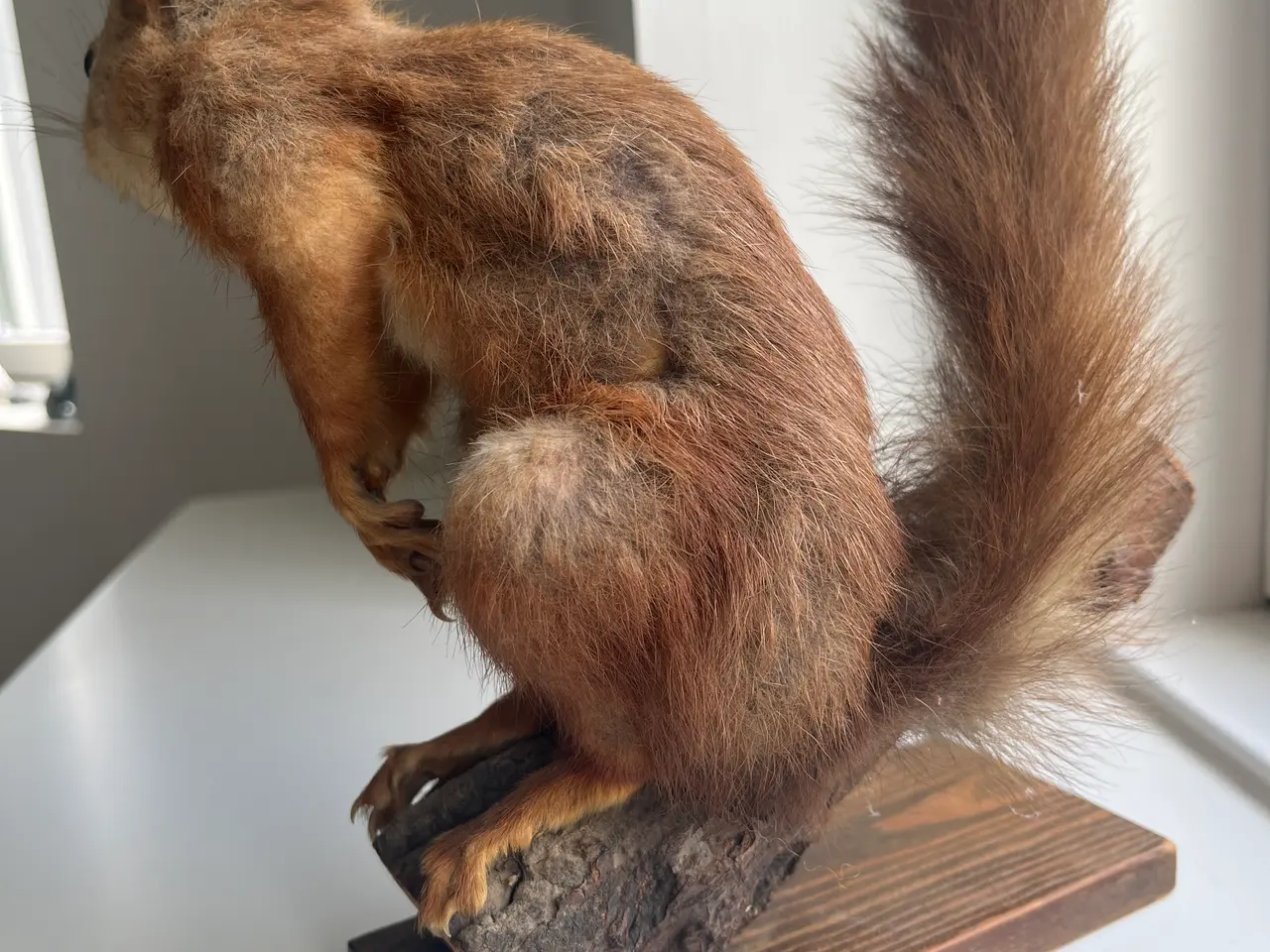 Billede 3 - Udstoppede egern 🐿️ 