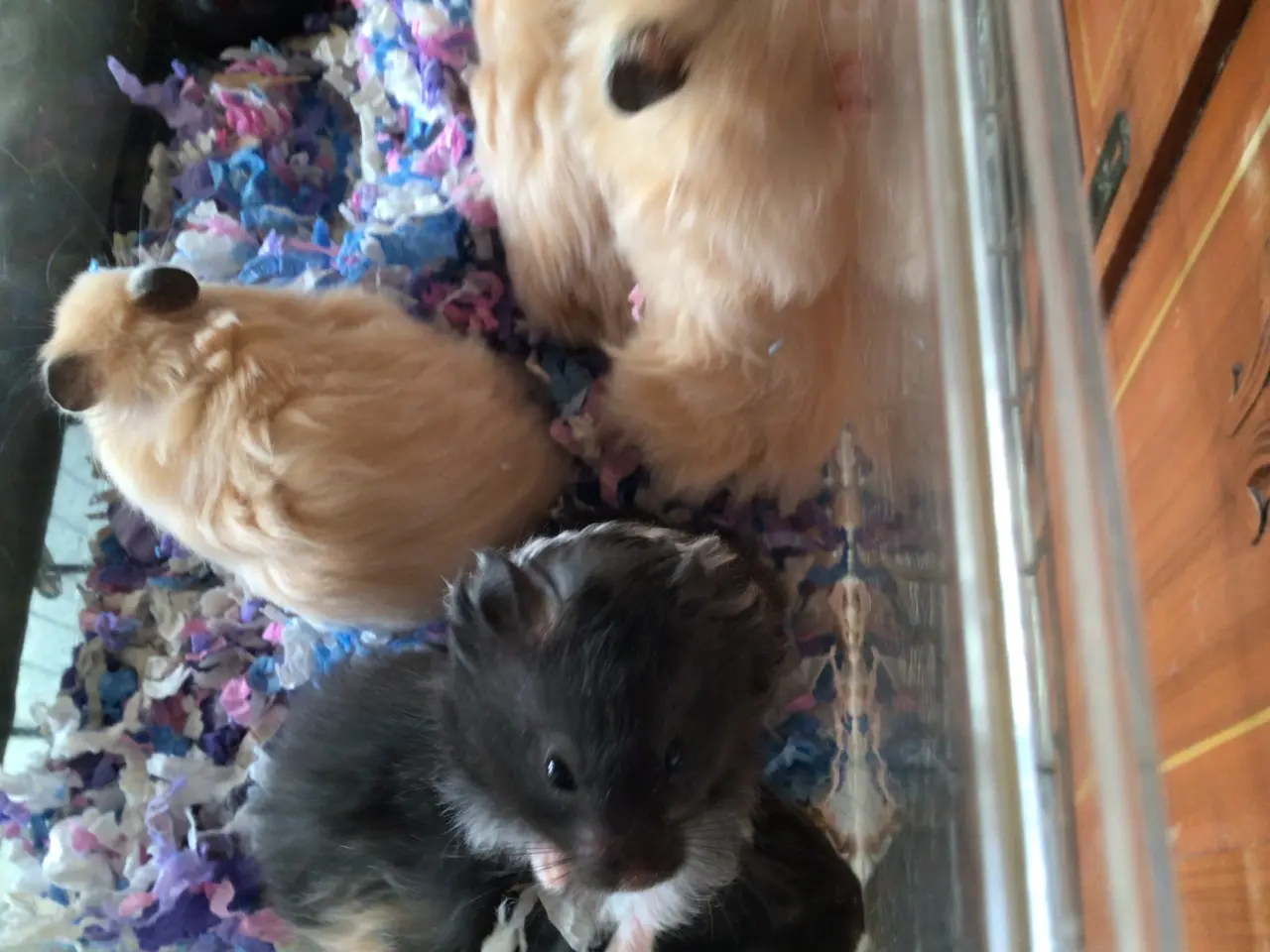 Billede 7 - Guldhamster