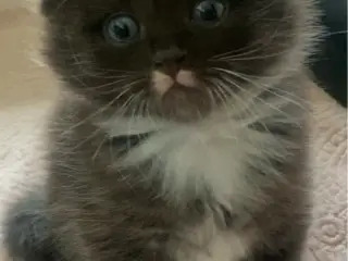  Charmerende skovkatteblandinger 🐾