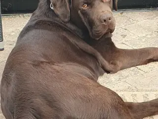 Brun labrador Teddy - 3