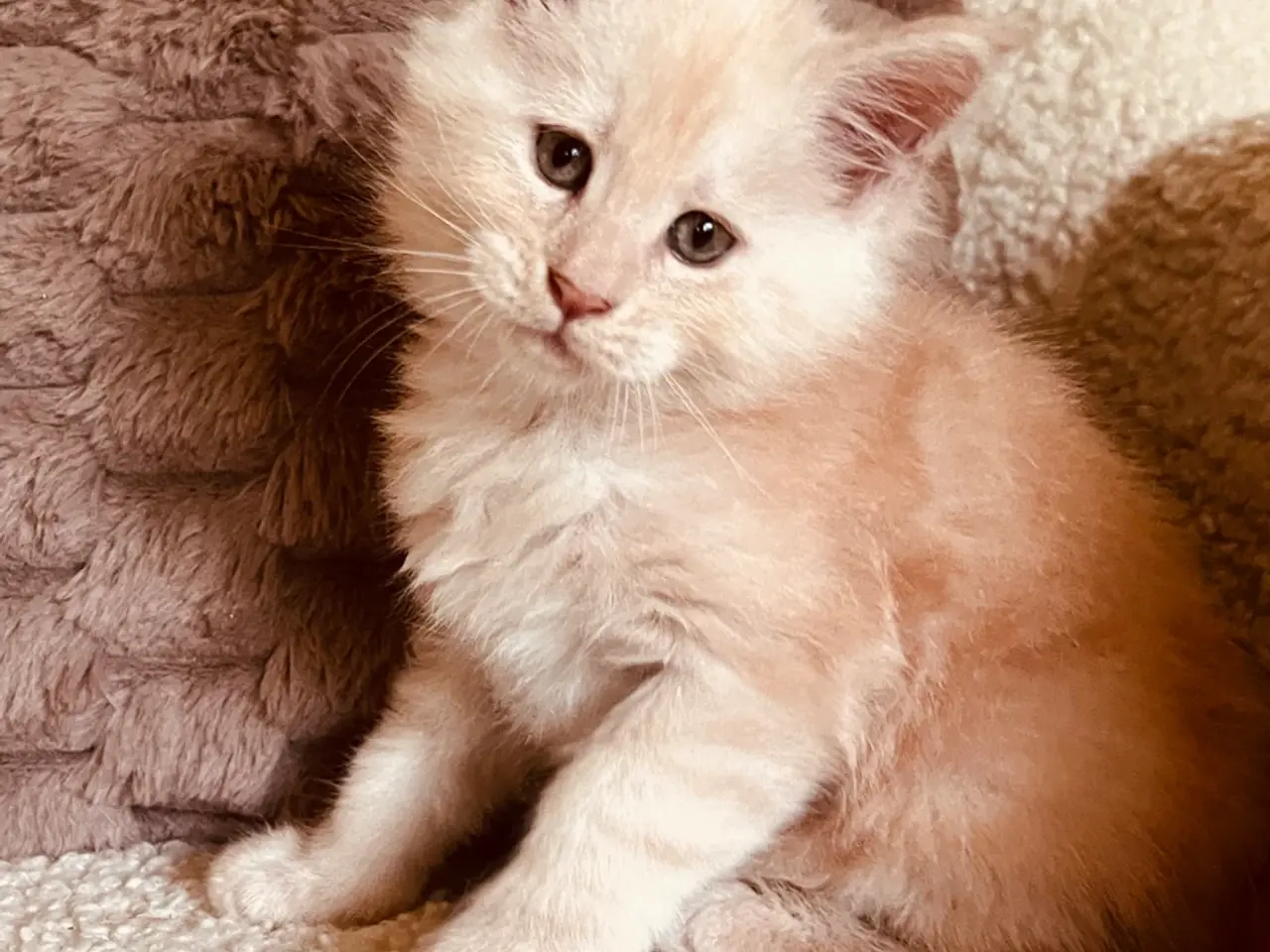Billede 7 - Mainecoon killinger