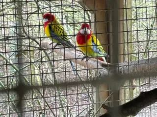 Rosellaprakit