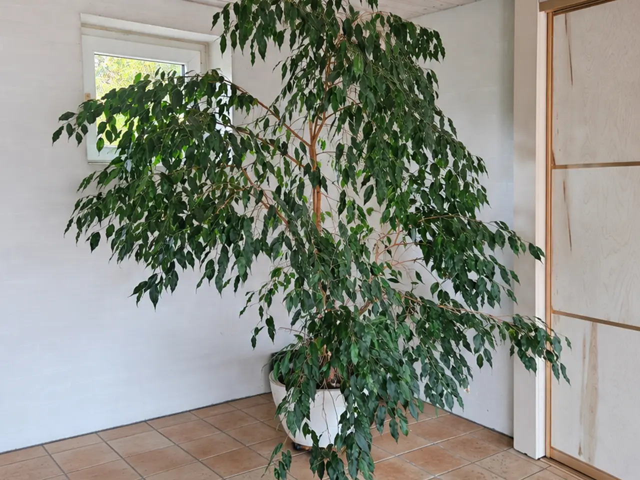 Billede 2 - Stor og flot stuebirk (Ficus benjamina) 