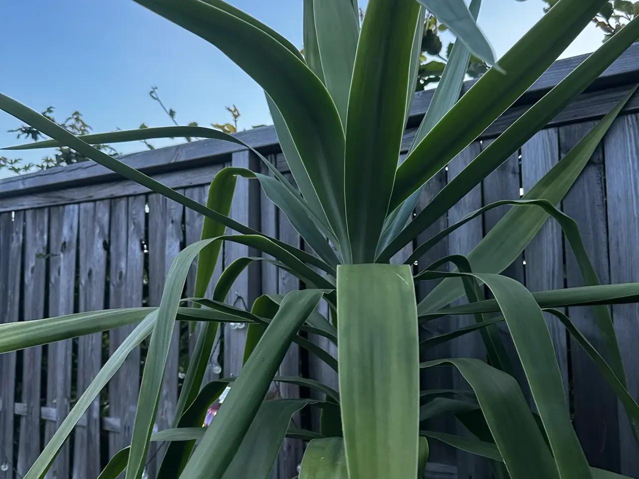Billede 3 - Flot høj palme