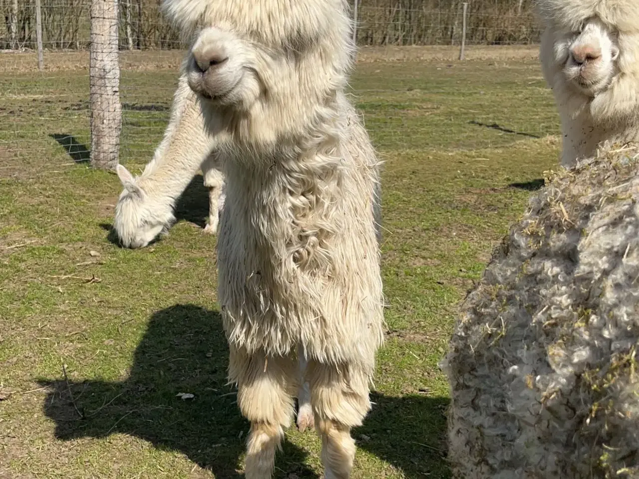 Billede 1 - Alpaca div. suri sælges