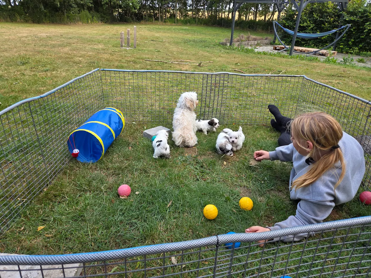 Billede 1 - Shih tzu og bomuld hvalpe 