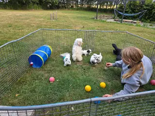 Shih tzu og bomuld hvalpe