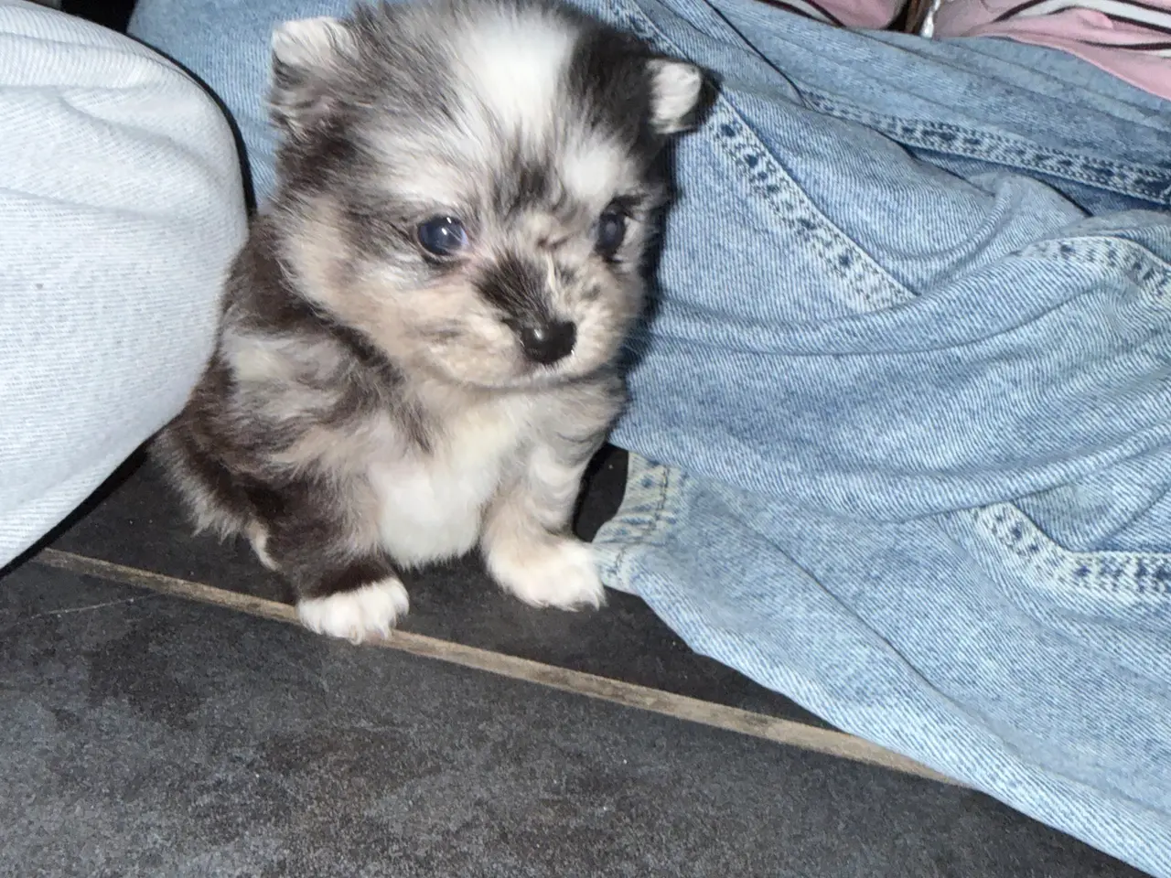 Billede 4 - Pomchi lille fyr