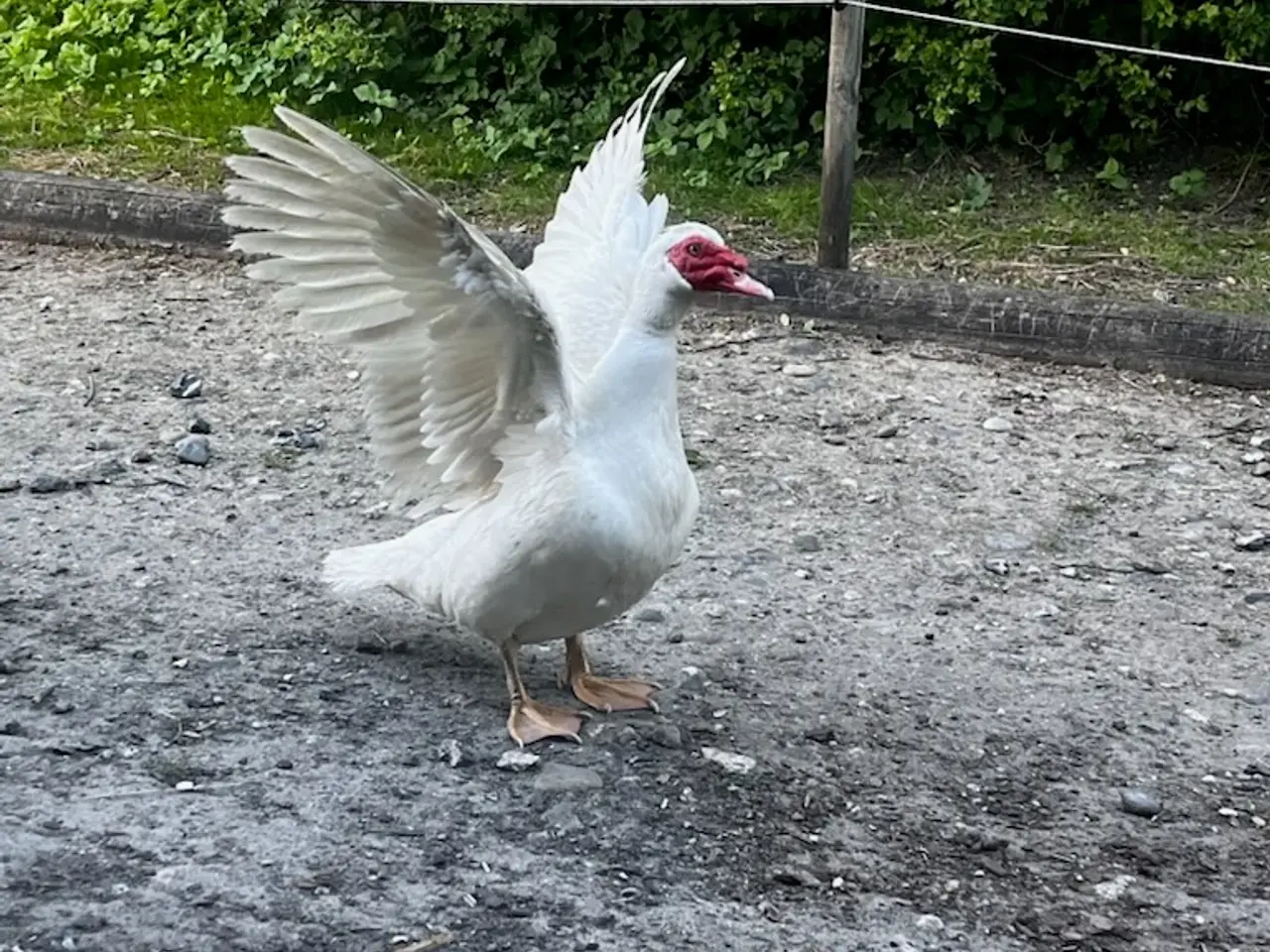 Billede 2 - 3.5-4kg moskusænder