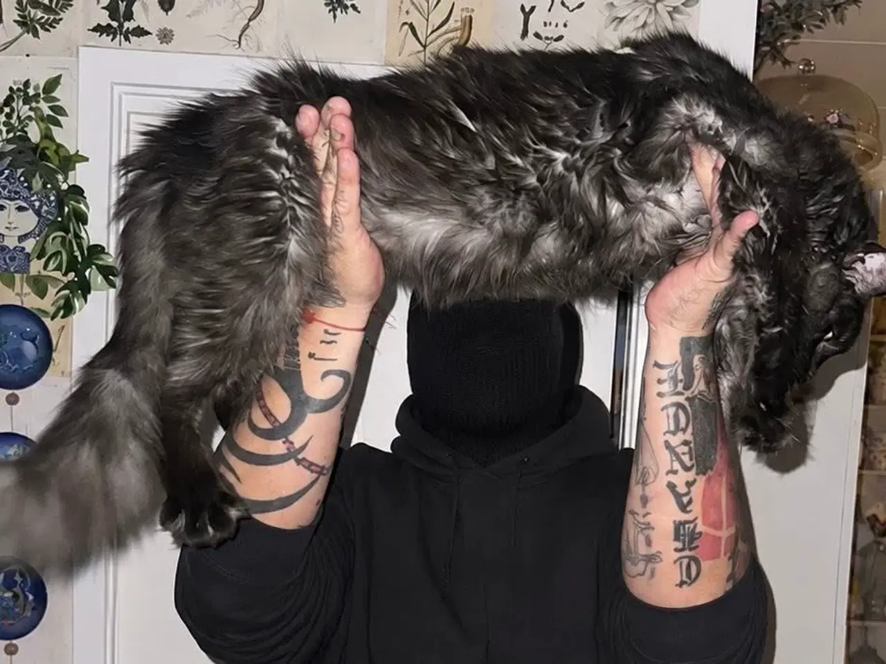 Billede 9 - Maine Coon mix 🤍