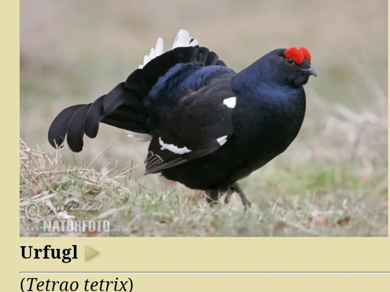 Billede 1 - Urfugl (Black Grouse)