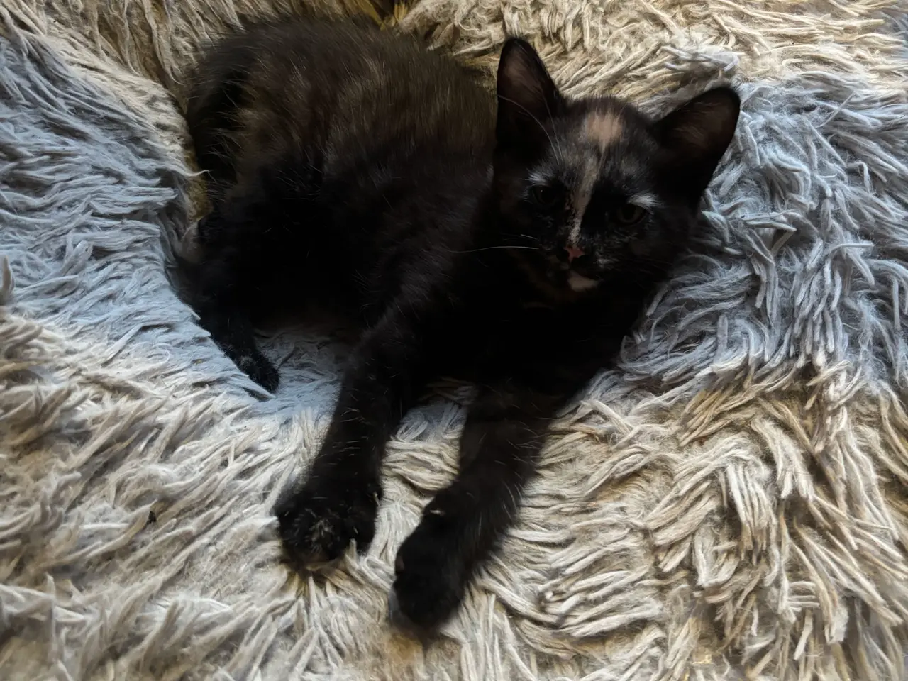 Billede 1 - Søde katte blandings killinger. 