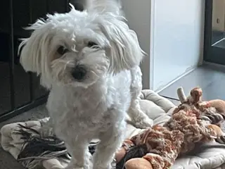 ❤️ Maggie søger sit nye hjem❤️