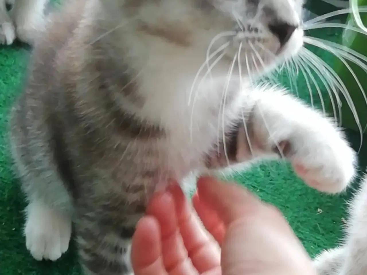 Billede 11 - Grey – en høflig og kærlig Scottish Fold han søger