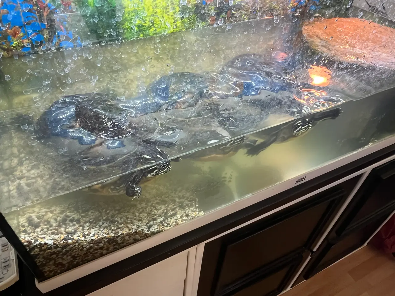 Billede 2 - Sumpskildpadder 