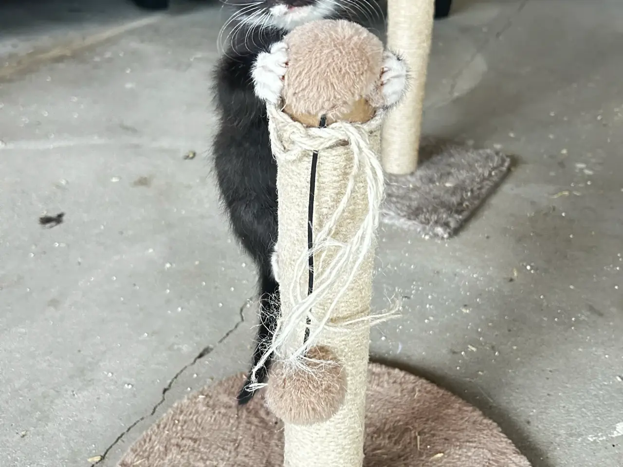 Billede 11 - Søde katte killinger søger hjem❤️