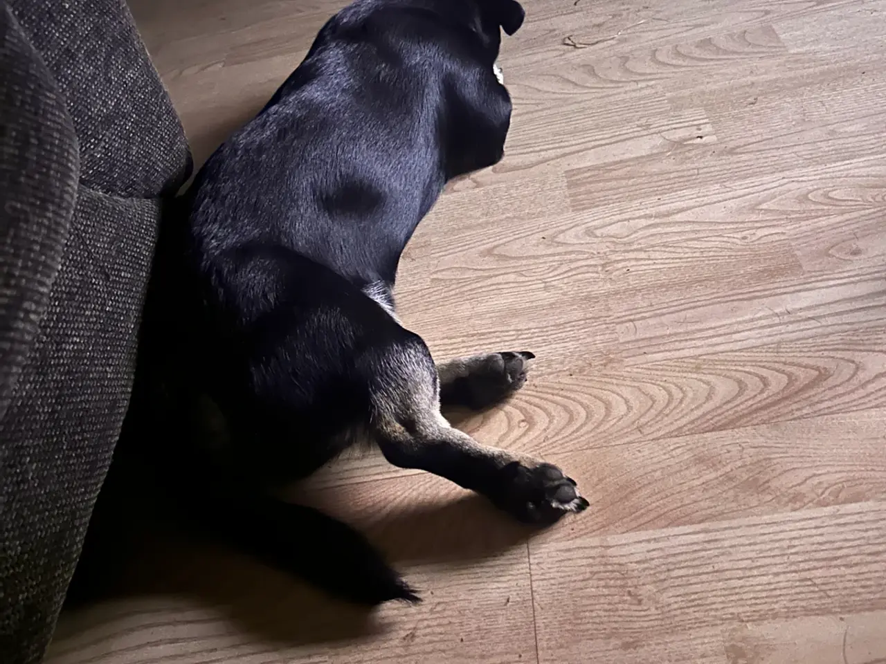 Billede 10 - Dejlig lille blandings han hund