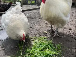 Hvid Orpington Rugeæg