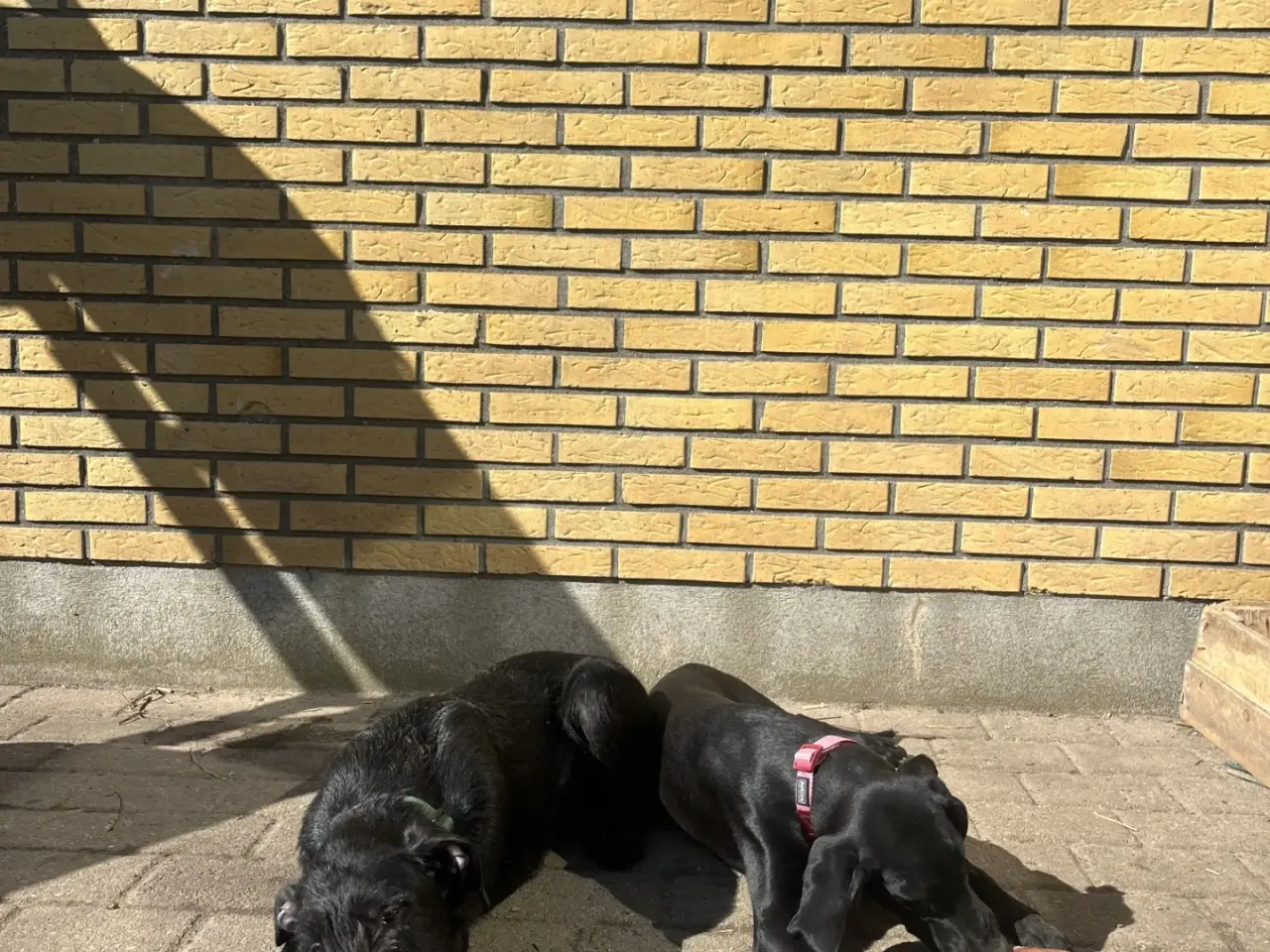 Billede 1 - 2 søde og aktive Dobermann blandingshvalpe